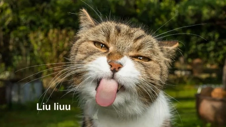 ảnh meme cute mèo lè lưỡi