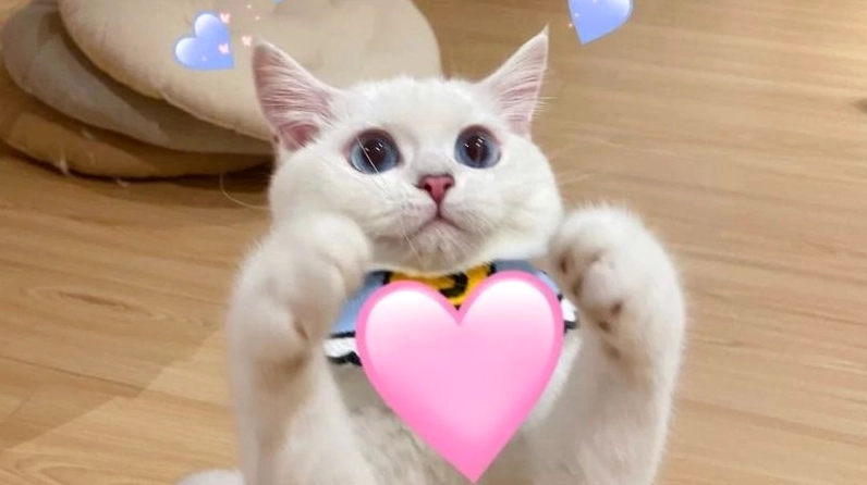 ảnh meme dễ thương chú mèo đáng yêu