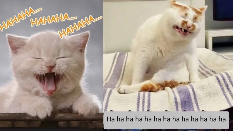 ảnh meme dễ thương vui nhộn giải tỏa