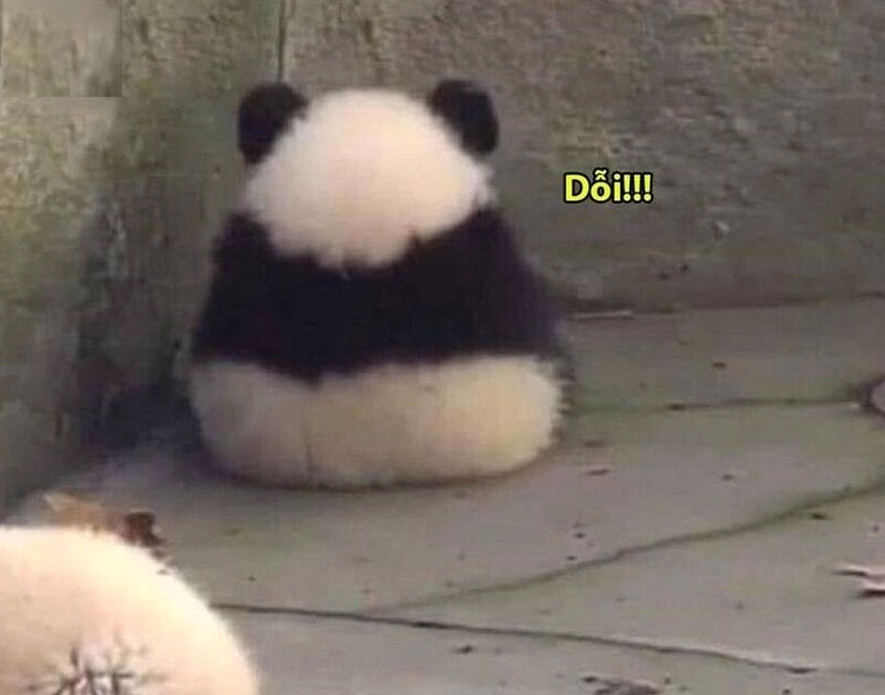 ảnh meme gấu trúc hành động đáng yêu và hài hước
