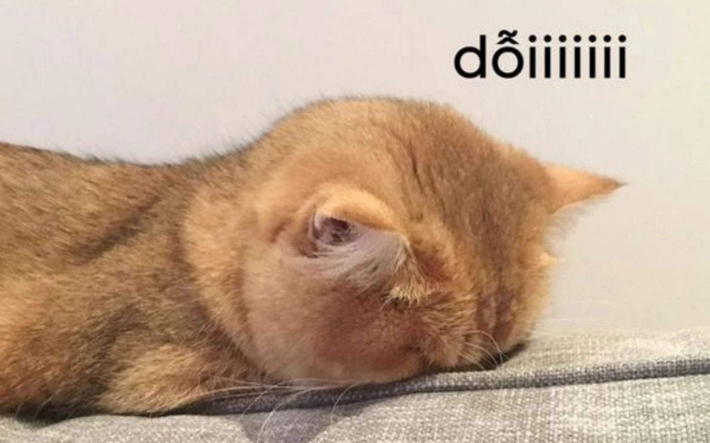 ảnh meme hài hước lè lưỡi