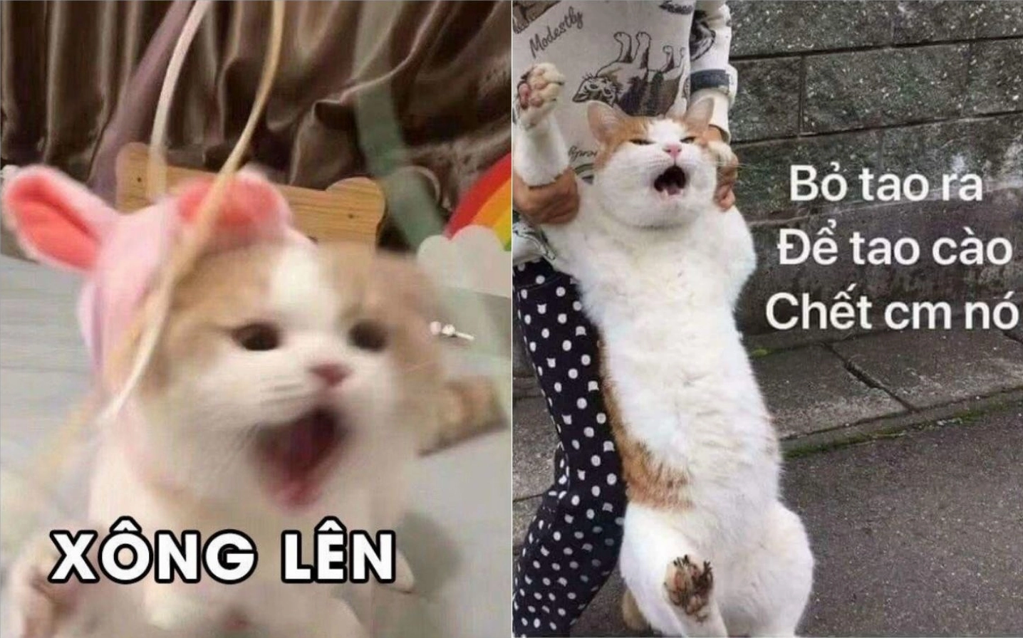 ảnh meme hài hước ngước nhìn