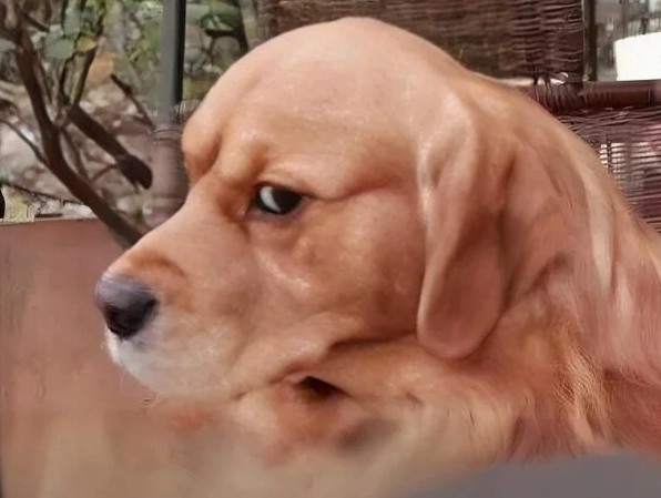 ảnh meme khinh bỉ hài hước nhất