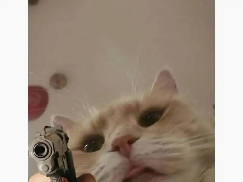 Ảnh meme mèo hoảng hốt trợn tròn mắt vì buồn ngủ