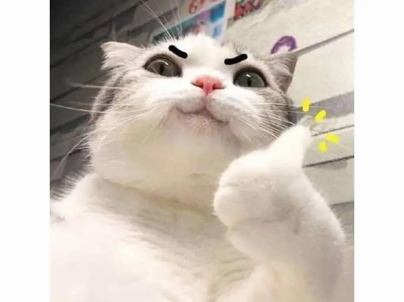 Ảnh meme mèo mắt thâm bĩu môi chê bai cực kỳ duyên dáng