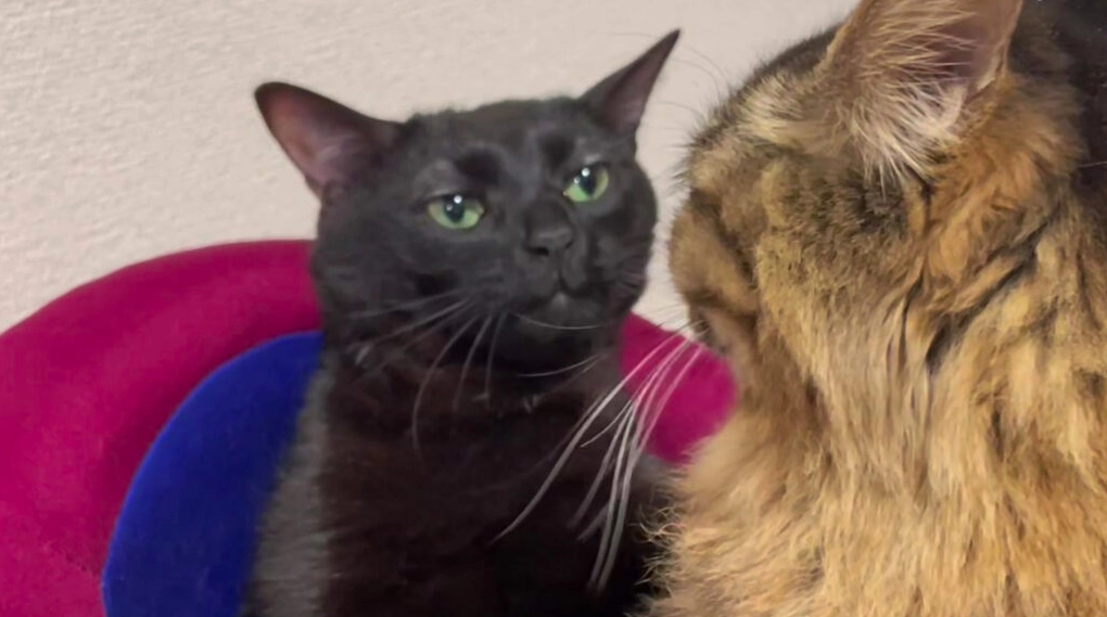 Ảnh meme mèo mắt thâm hối lỗi ngước nhìn chủ nhân