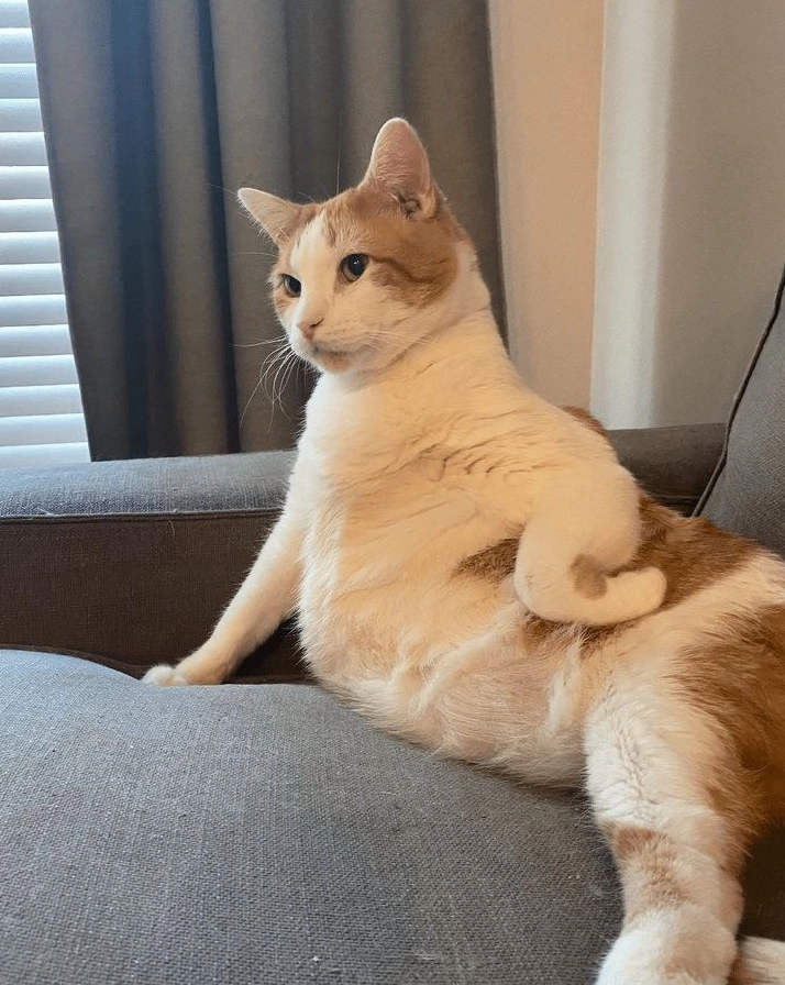 ảnh meme mèo ngủ bựa hài hước