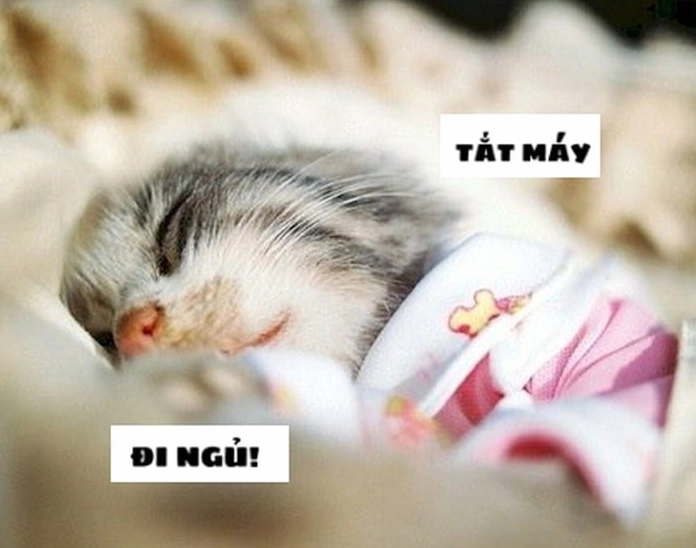 ảnh meme mèo ngủ chế lầy lội