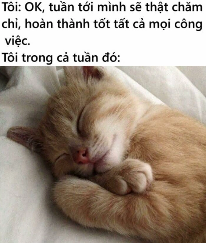 ảnh meme mèo ngủ yên bình