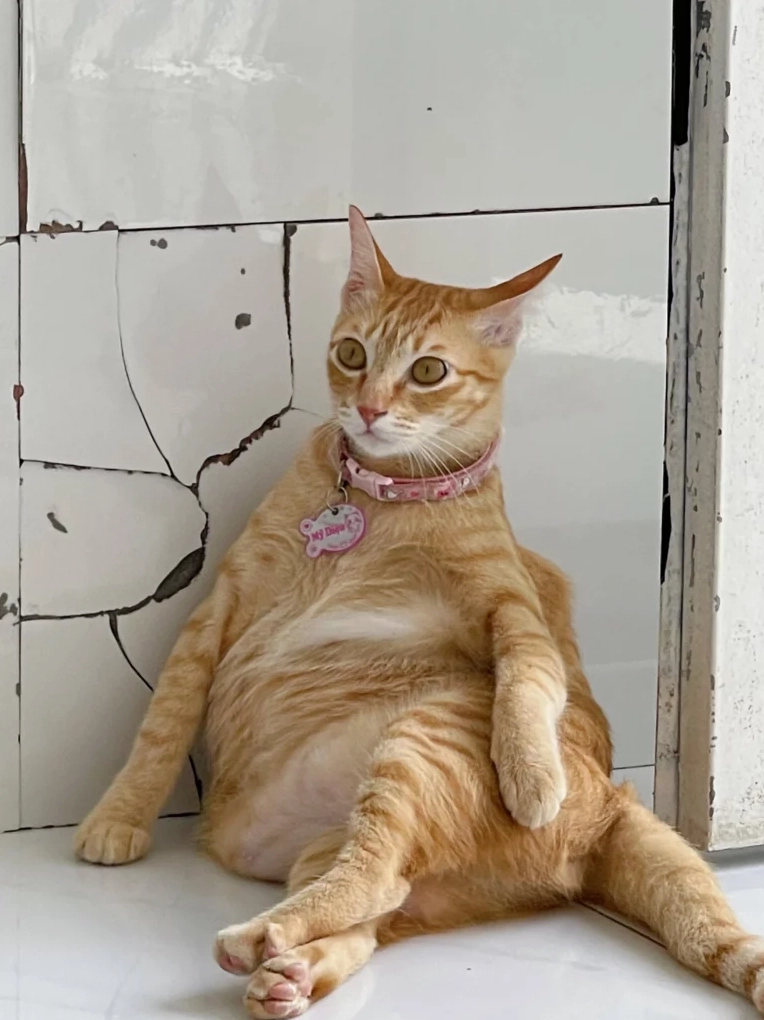 ảnh meme mèo tấu hài