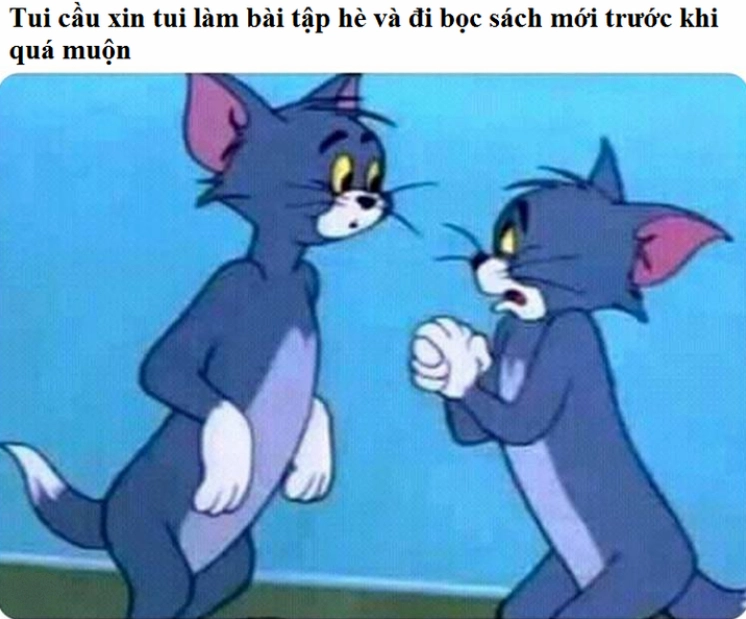 Ảnh meme mèo Tôm cho học sinh