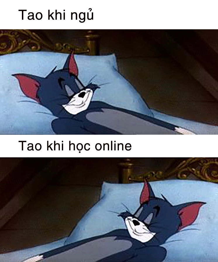 Ảnh meme mèo Tôm troll