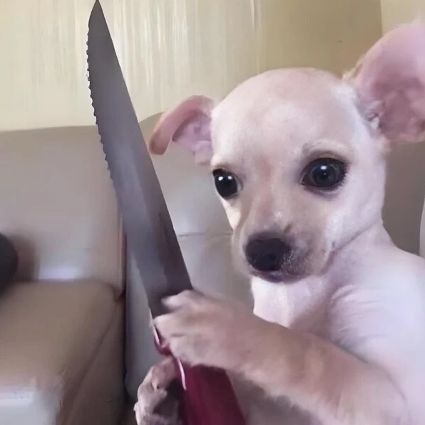 Ảnh meme mỏ hỗn cầm phóng lợn