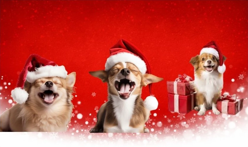 ảnh meme noel hình chó đáng yêu ngủ gật