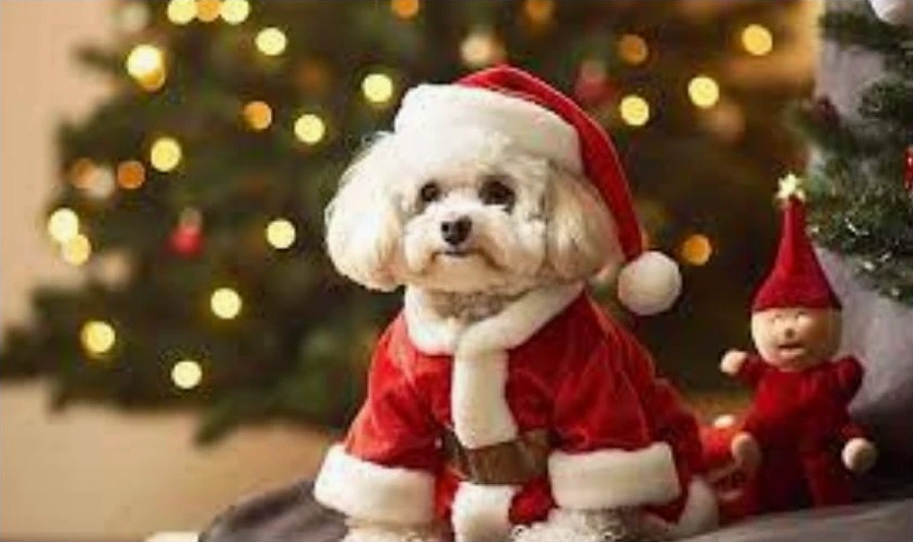 ảnh meme noel hình chó dể thương cười toe toét