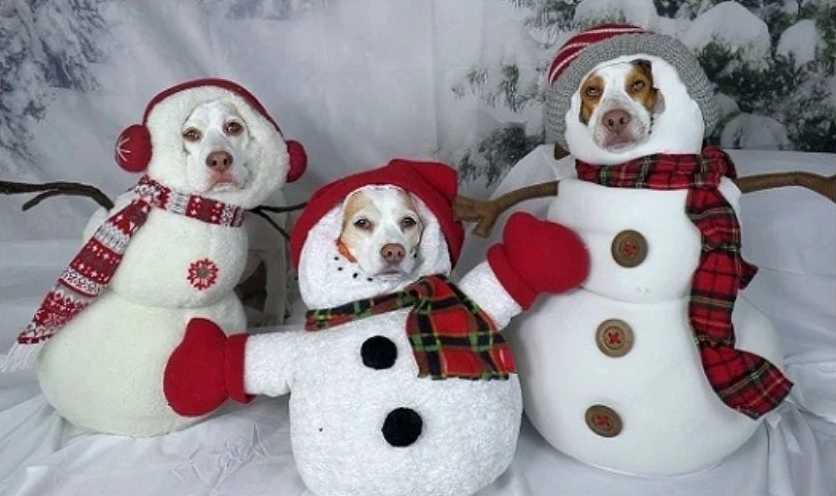 ảnh meme noel hình chó độc lạ nằm dài