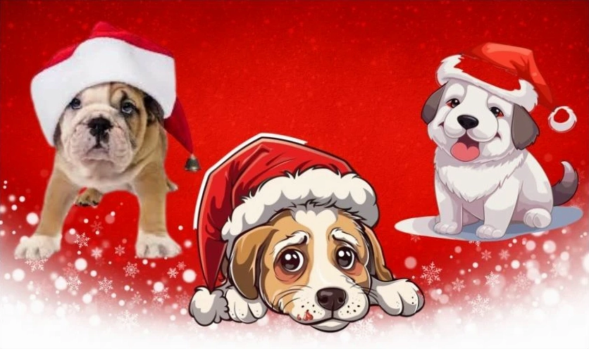 ảnh meme noel hình chó ngộ nghĩnh trùm chăn