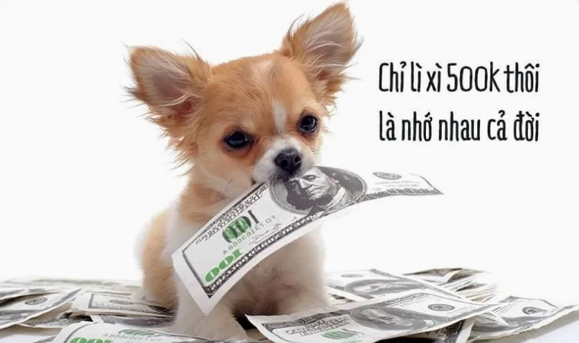 Ảnh meme Tết hình con chó dễ thương đang ngủ gật