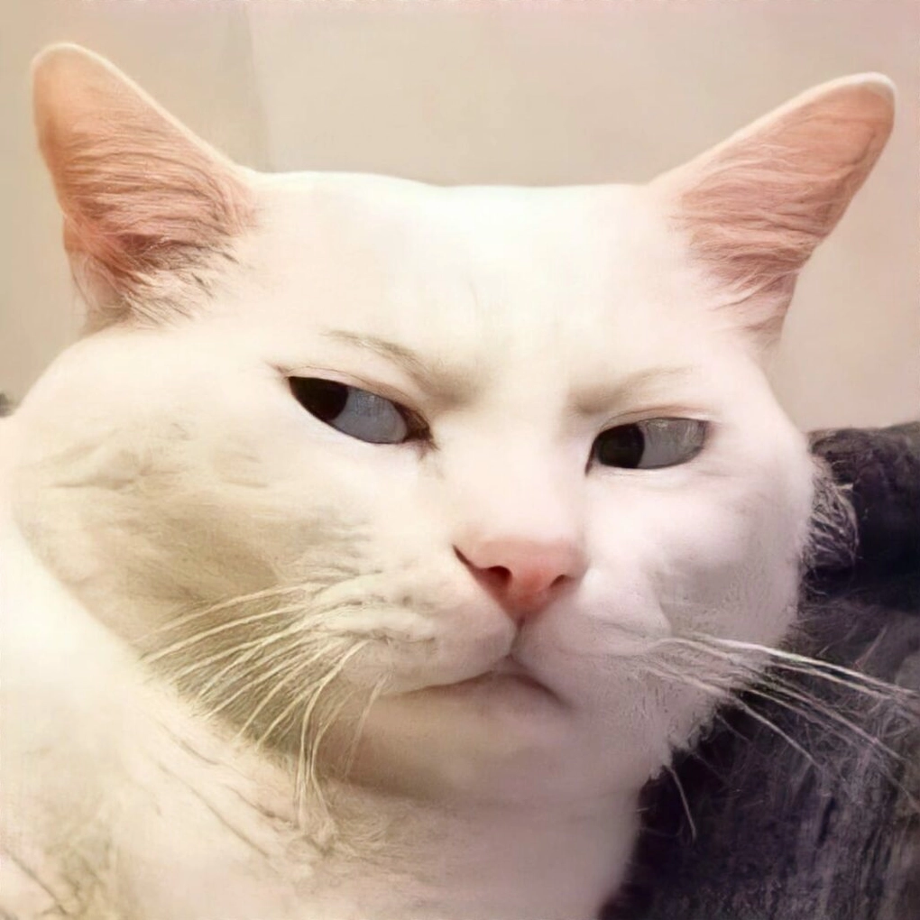 ảnh mèo buồn ngủ dễ thương cute