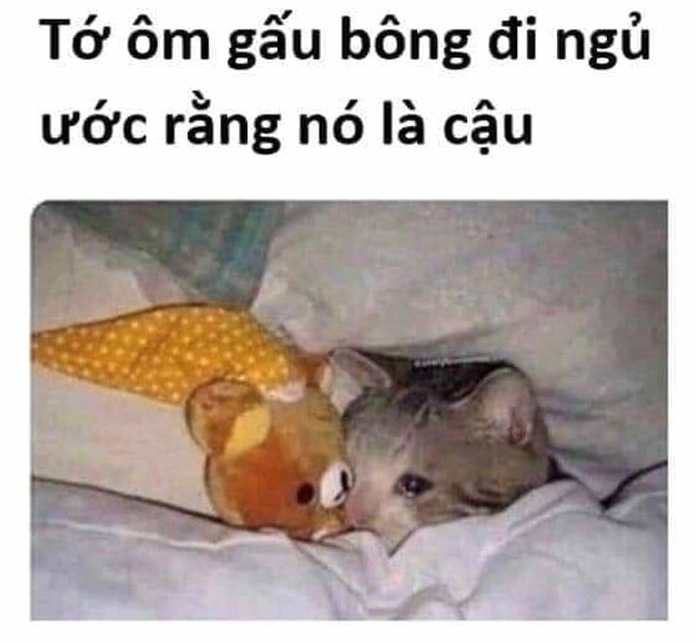 ảnh mèo buồn ngủ siêu cấp vô địch