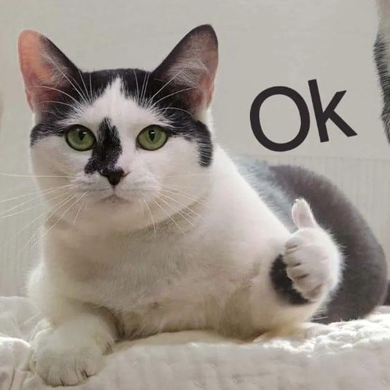 ảnh mèo giơ ngón cái hot trend