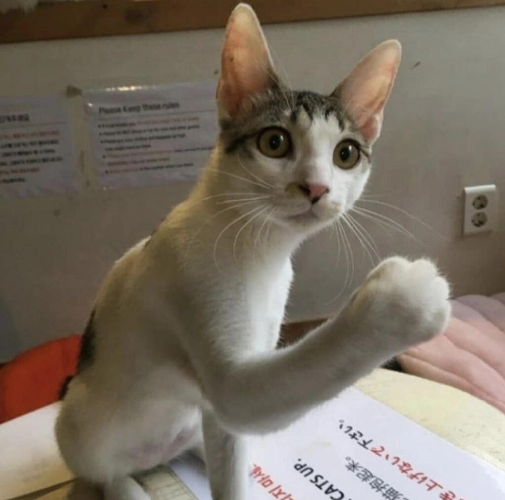 ảnh mèo giơ ngón cái ngái ngủ