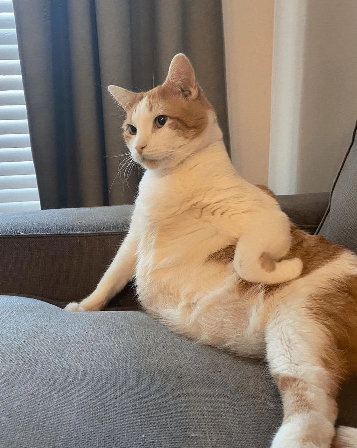 ảnh mèo like meme bựa