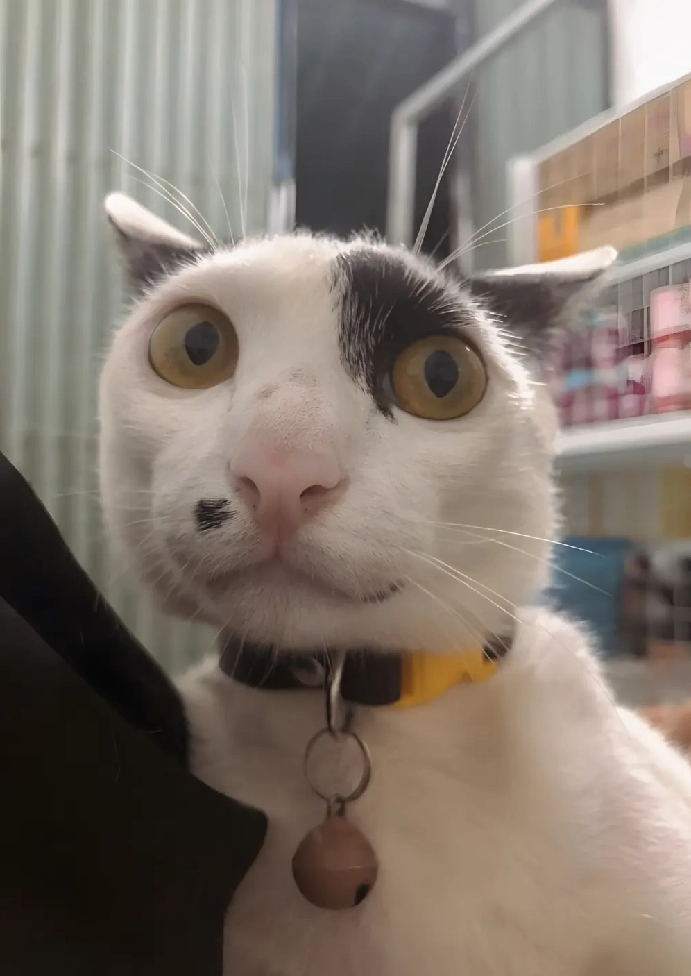 Ảnh mèo meme hài hước bựa cười chế vô tri cute