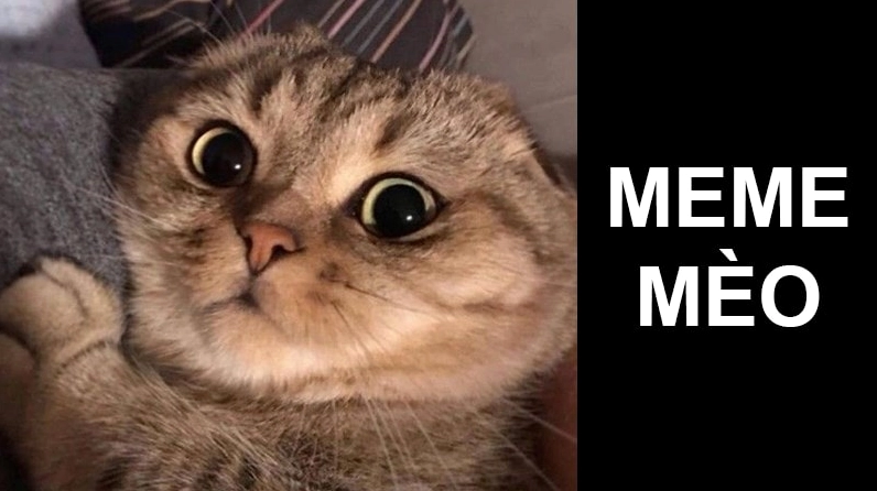 ảnh mèo meme troll chỉ tay