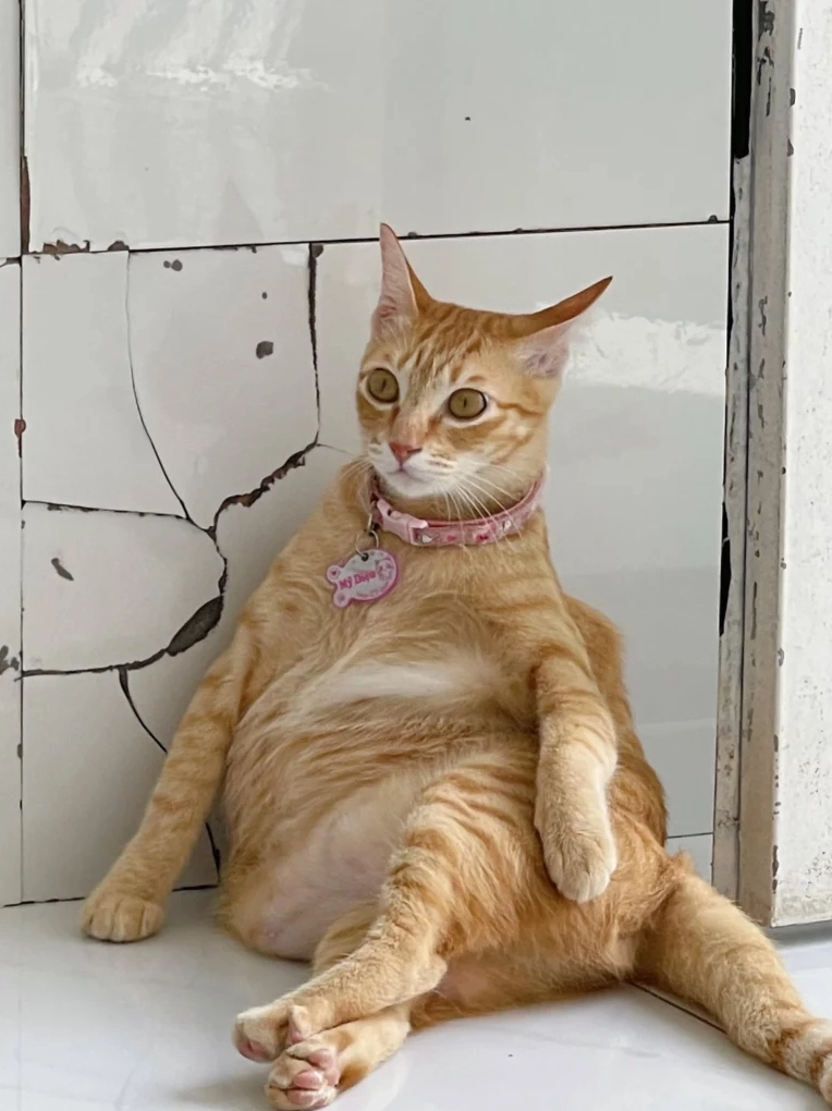 ảnh mèo meme troll mỏ hỗn