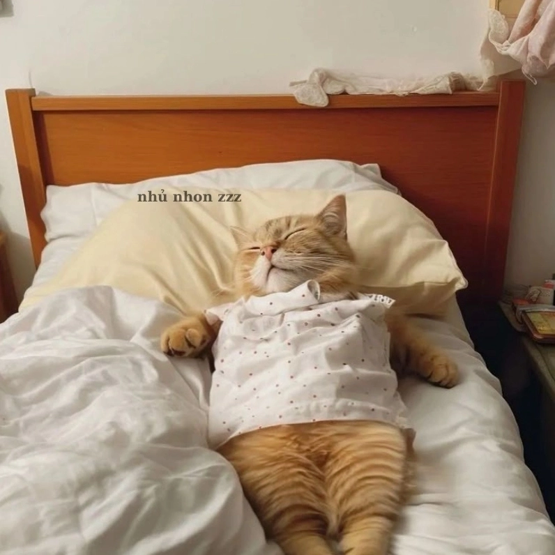 ảnh mèo ngộ nghĩnh trong giấc ngủ đáng yêu meme