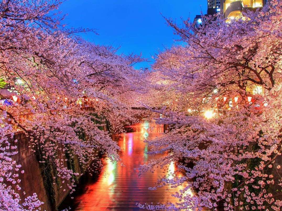 Ảnh nền hoa anh đào Nhật Bản rơi rụng rực rỡ sắc hồng lãng mạn