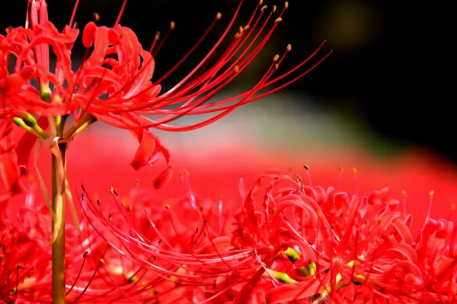 Ảnh nền hoa bỉ ngạn đỏ mạn châu sa hoa nghệ thuật chất lượng cao