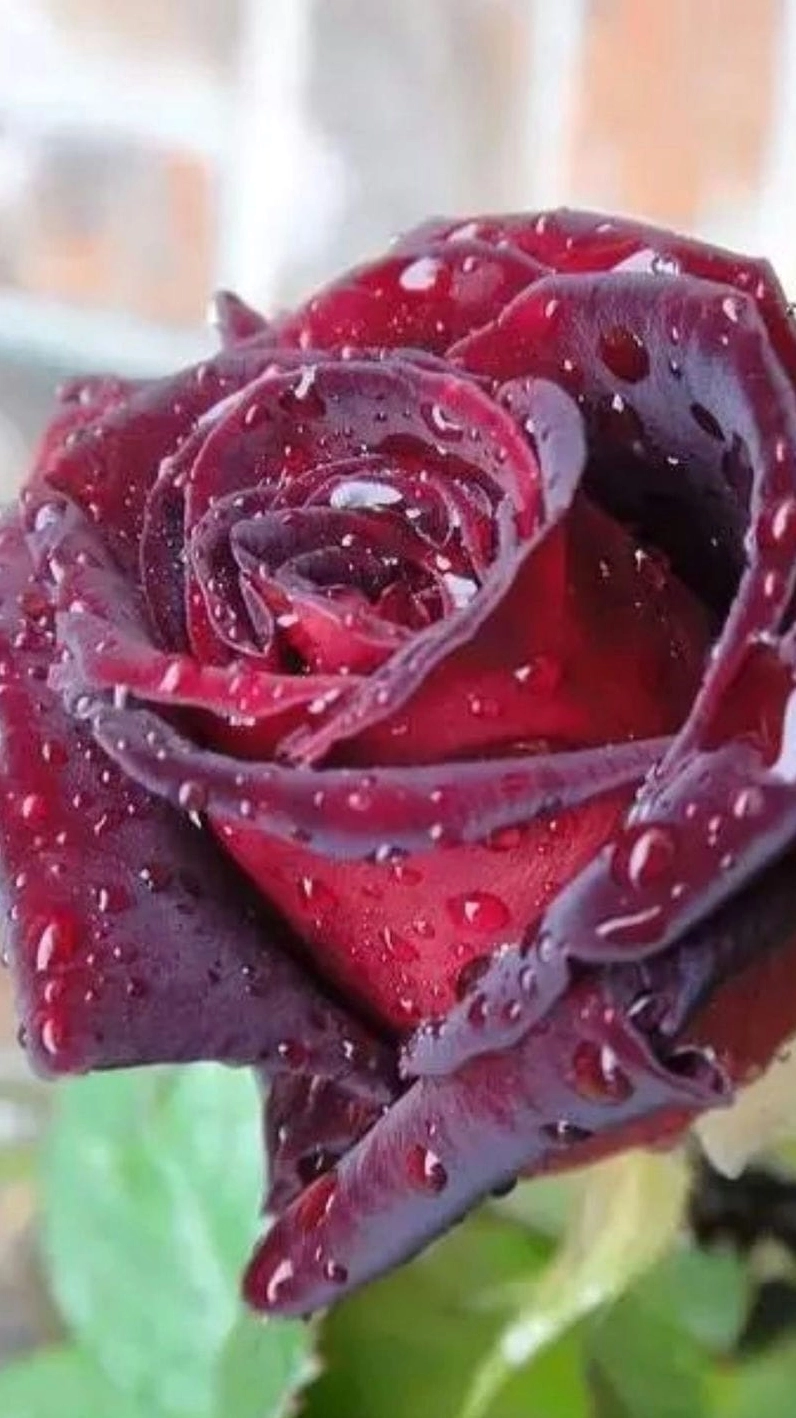 Ảnh nền hoa hồng đỏ đang nở rộ tuyệt đẹp rực rỡ khoe sắc