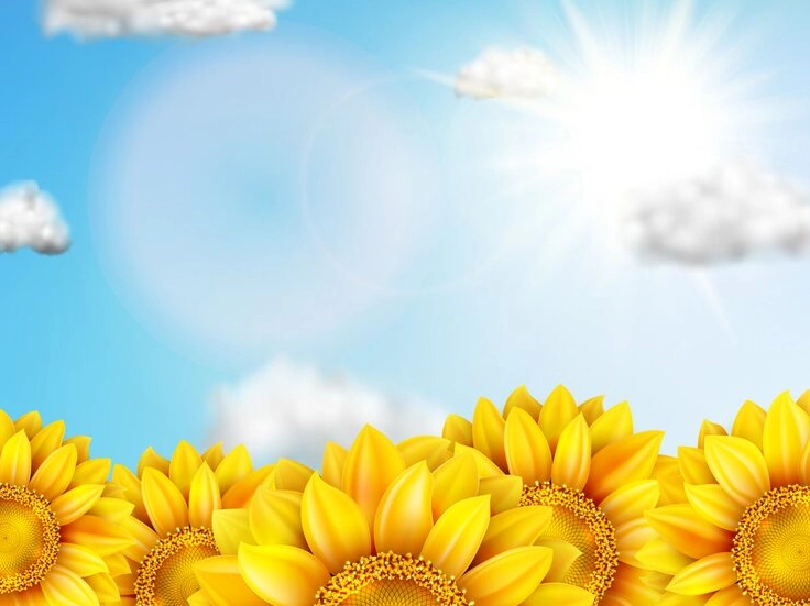 Ảnh nền hoa hướng dương vươn mình dưới trời xanh chất lượng cao