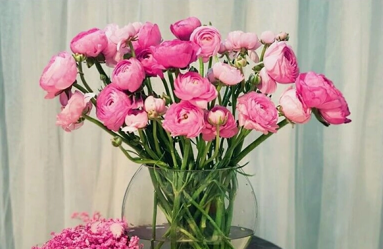 Ảnh nền hoa mao lương đẹp mộng mơ với tông màu pastel nhẹ nhàng