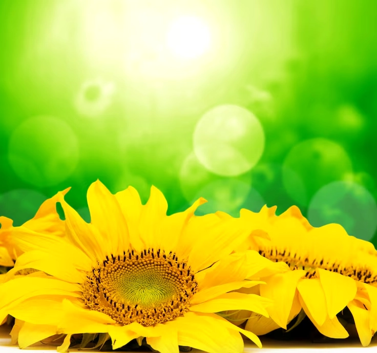 Ảnh nền hoa màu vàng với hiệu ứng bokeh lung linh