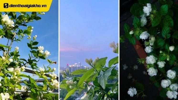 Ảnh nền hoa nhài đẹp rực rỡ sức sống cho điện thoại