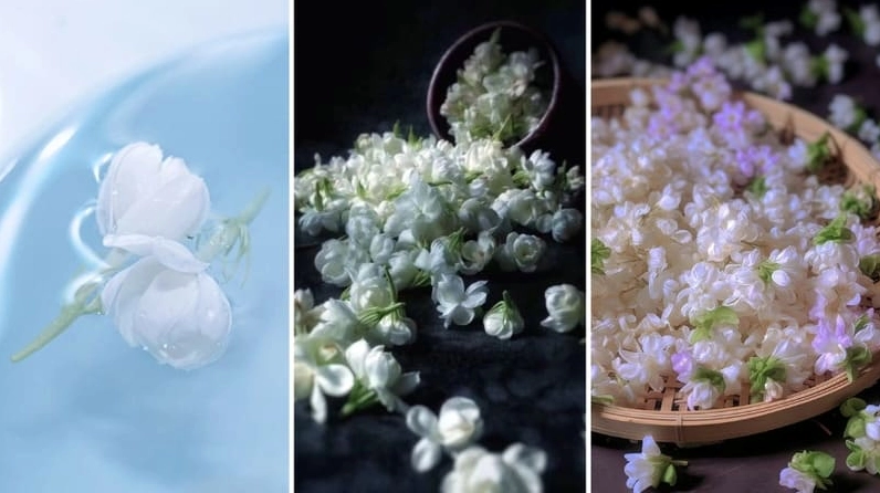 Ảnh nền hoa nhài phong cách tối giản thanh lịch