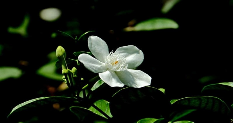 Ảnh nền hoa nhài trắng nổi bật trên nền lá xanh mướt