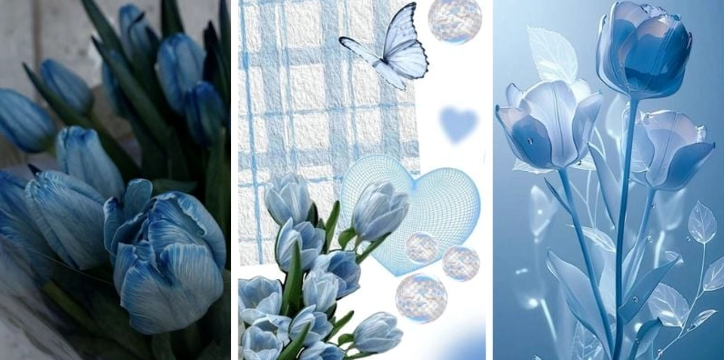 Ảnh nền hoa tulip cho điện thoại độ phân giải cao khoe trọn vẻ đẹp tự nhiên của loài hoa này