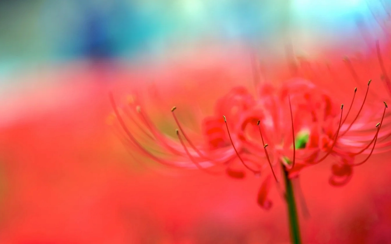 Ảnh nền laptop hình hoa bỉ ngạn anime buồn cô đơn sắc nét