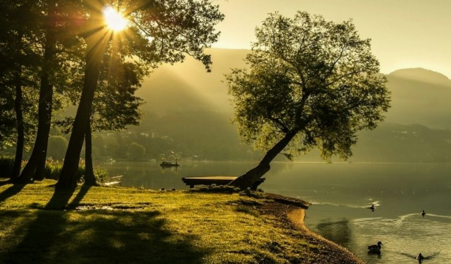 Ảnh nền phong cảnh bờ sông êm ả dưới bóng những tán cây cổ thụ