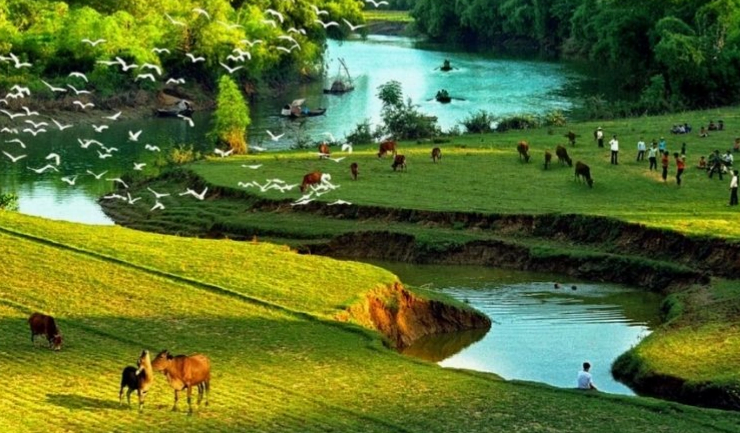 Ảnh nền phong cảnh dòng sông êm đềm với những chú bò gặm cỏ