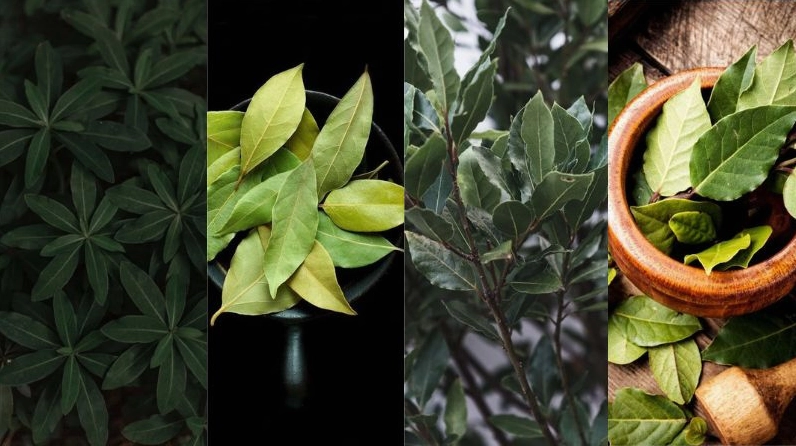 Ảnh nền vòng nguyệt quế cân xứng tuyệt đẹp