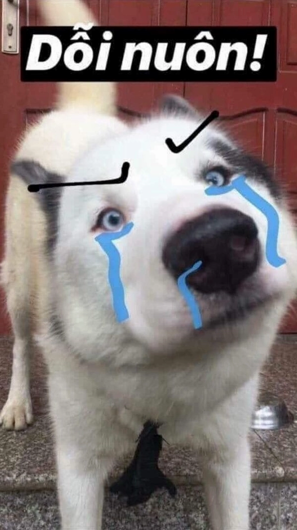 ảnh troll chó