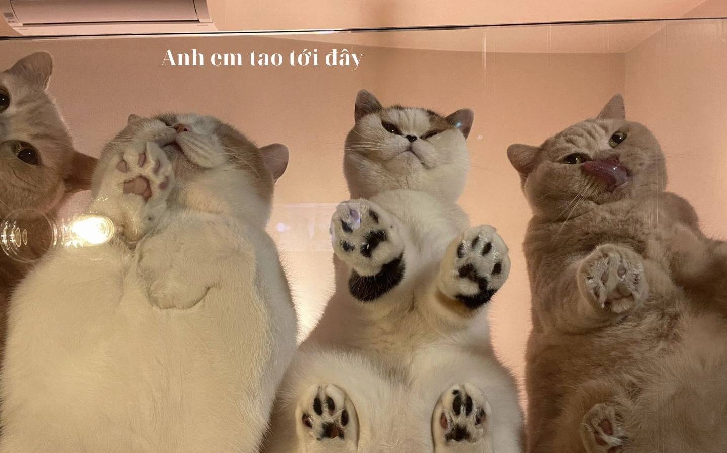 ảnh troll hài hước chắp tay