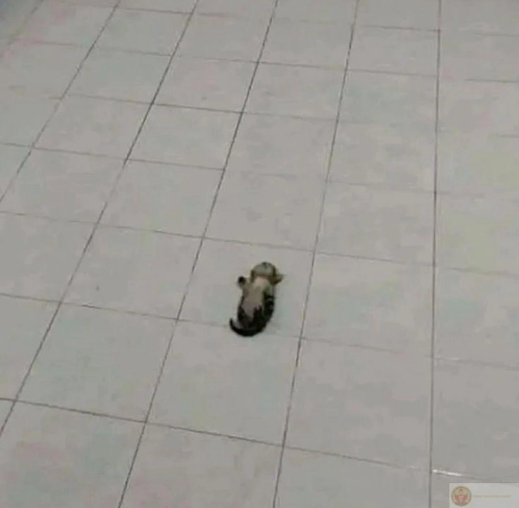 Bắt đầu ngủ từ mệt mỏi tỉnh dậy thành lười