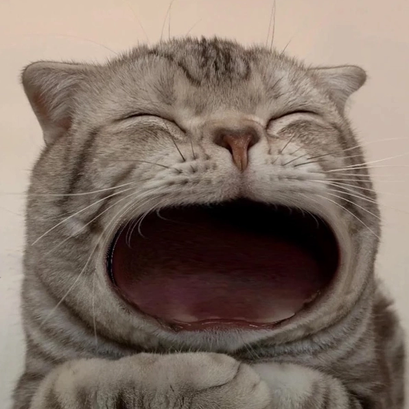 Biểu cảm bá đạo từ meme mèo há miệng đang gây sốt