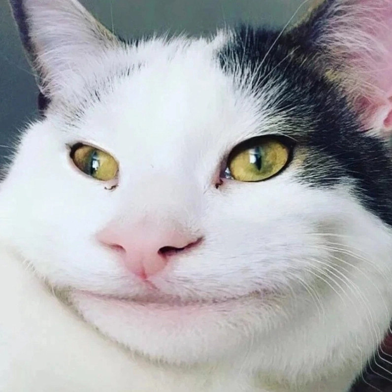 Biểu cảm này ai cũng sợ meme mèo cười khinh bỉ chất khỏi bàn